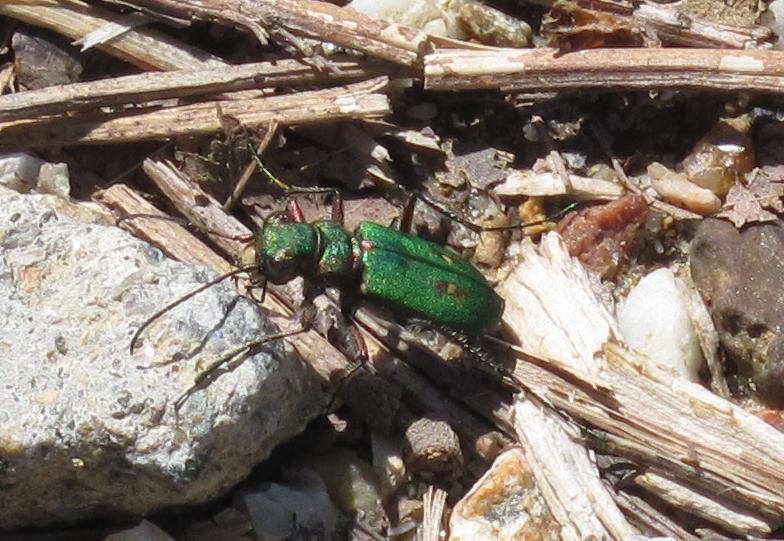 Cicindela campestris, maschio